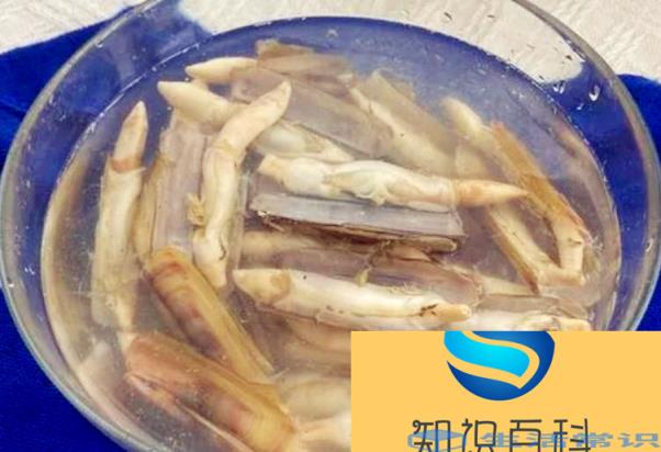 竹蛏如何清洗好