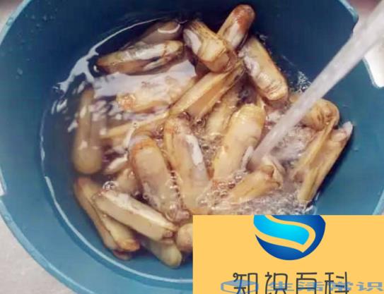 竹蛏如何清洗好
