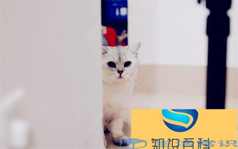 多长时间给猫洗一次澡