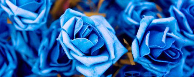 蓝色妖姬的花朵语是什么意思 蓝色妖姬是上色还是自然
