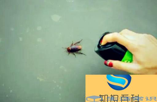 家里有蟑螂能够压死吗