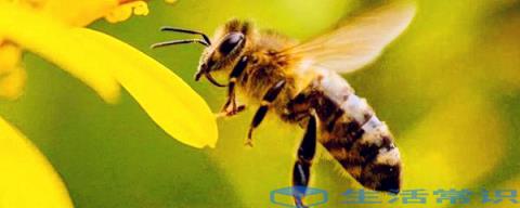 蜂子种类