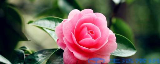 立冬后什么花适合种植
