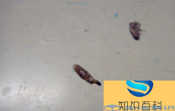 盛夏的小飞蛾怎么消灭