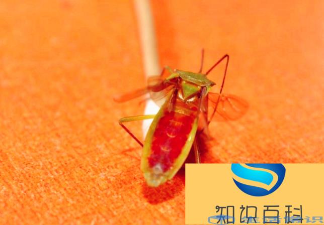 盛夏的小飞蛾怎么消灭