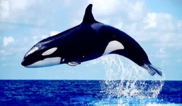 虎鲸究竟是鲸鱼或是海豚