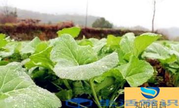 小雪节气种菜能发芽吗-