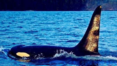 虎鲸多长时间要露出水面吸气