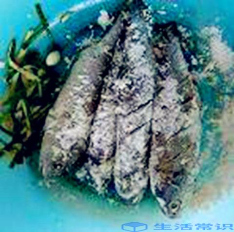 花鱼怎么做才好吃清蒸黄花鱼
