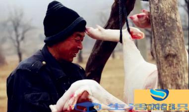 2023腊月哪天适合杀猪