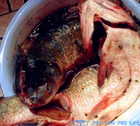 如何腌制鱼块主料肉和鱼