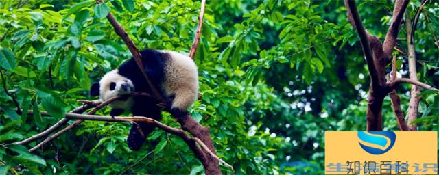 熊猫日常生活在哪儿 熊猫生长环境