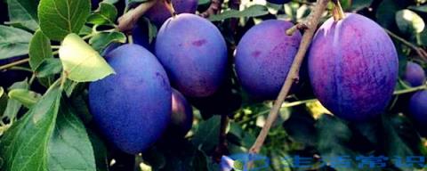 紫水果有哪些蓝莓、葡萄、山竹、桑椹、西梅等紫色水果