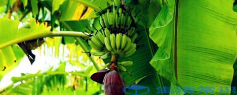 香蕉的种类,西藏也有栽培