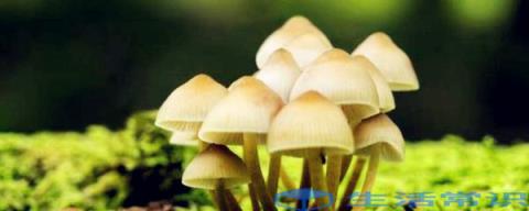 新鲜蘑菇的储存方法 双孢蘑菇工厂栽培