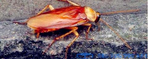 蟑螂的克星是什么卵鞘中产卵约6000种