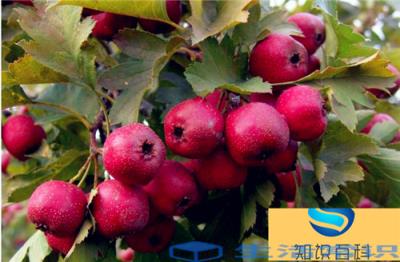 冬天可以吃哪些水果