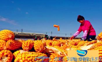 2023年兔年几龙治理几牛耕田