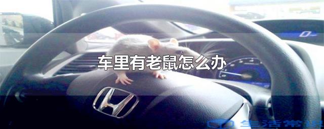 车里有老鼠怎么办