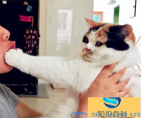 用什么姿势抱猫咪最好是