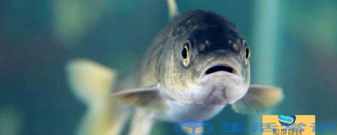 青海湖鱼种类