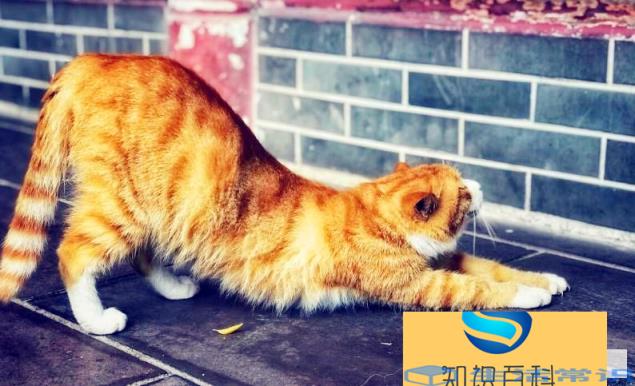 一直懒腰是怎么回事