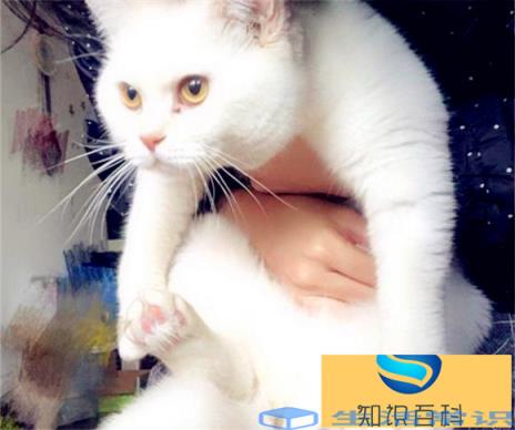 用什么姿势抱猫咪最好是