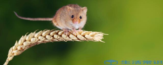耗子最喜欢吃什么 老鼠的生长习性