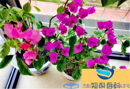 想要变开心的方法