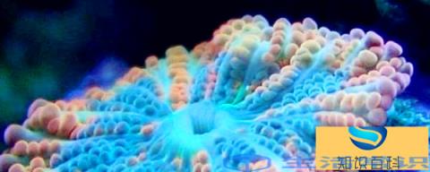 珊瑚虫是什么动物
