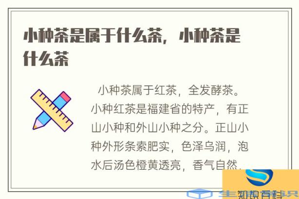 小种茶是属于什么茶,小种茶是什么茶