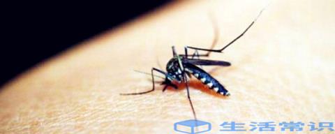 蚊子能活几天寿命