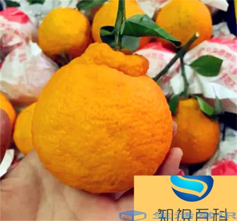 不知火的储存方法