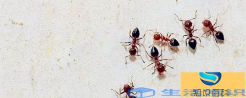 蚂蚁怎么消灭用什么方法