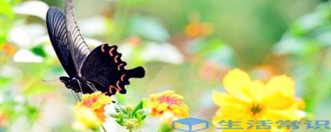 蝴蝶对自然的影响保持生态系统健康
