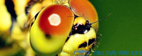 昆虫复眼有什么作用传送信号