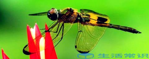 蜻蜓在水中产卵的生物学特征