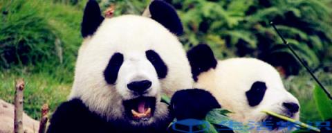 大熊猫只吃竹子吗_宠物频道