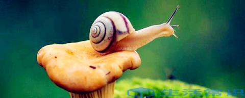 野蜗牛能吃吗野生蜗牛不能吃