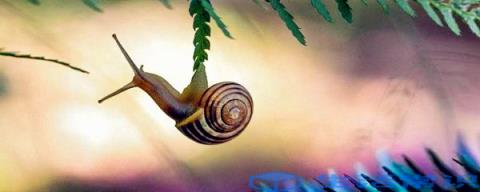 蜗牛是怎么出生的？