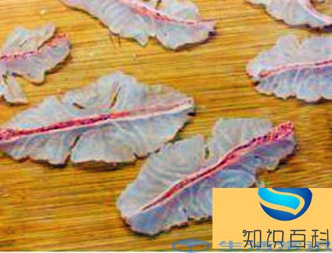 东星斑怎么做好吃