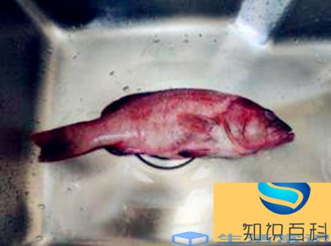 东星斑怎么做好吃