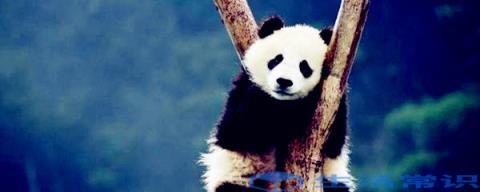 为什么熊猫冬眠不要冬眠