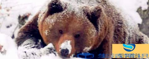 冬天冬眠的动物有哪些