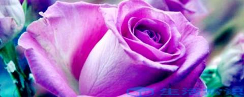 紫玫瑰是什么意思_时尚频道