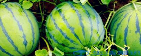西瓜熟的声音是什么它是盛夏的好水果