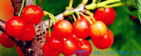 富含钾的蔬菜和水果有哪些