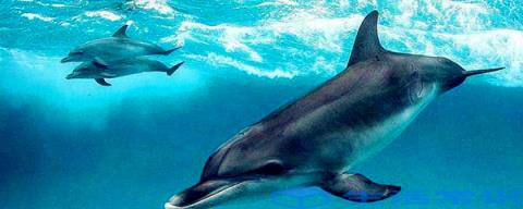海豚是保护动物吗是的