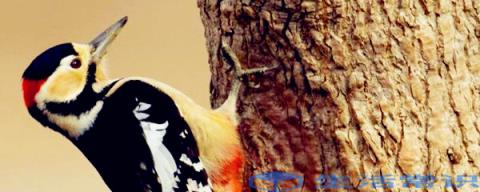 啄木鸟的动物美称是什么图片