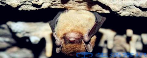 蝙蝠怎么赶走蝙蝠可以用光和明火、声音和声波驱动